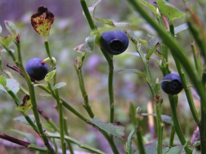 Blueberries