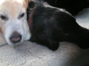 Two tired retrievers