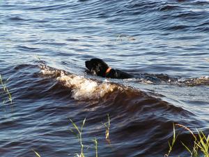 Flippe and the waves