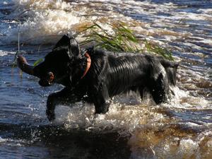 Flippe and the waves