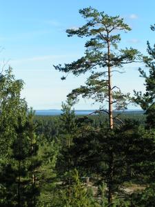 Pärnävaara