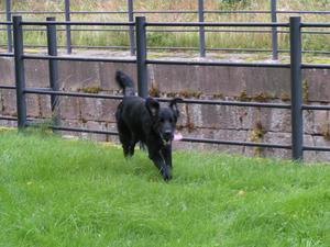 Flippe running along the old canal