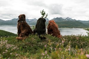 two flatcoated retrievers and an irish setter looking down a hill